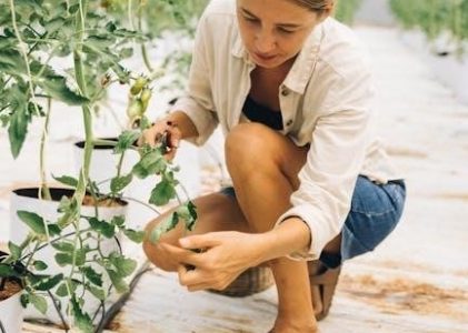 se qld vegetable planting guide